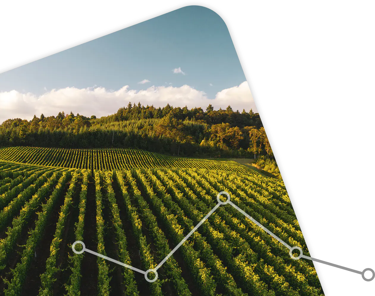 Graph over vineyard